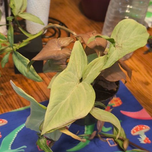 Photo of the plant species Milk Confetti by @HipBuroak14 named Pax on Greg, the plant care app
