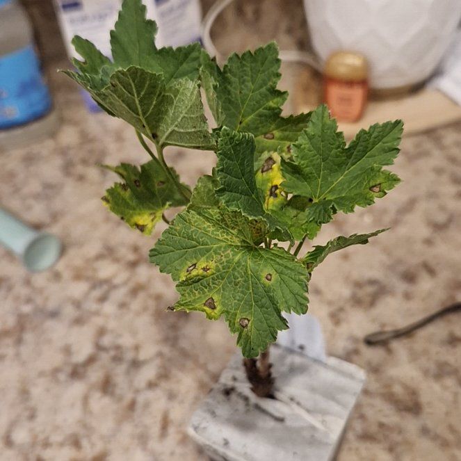 Photo of the plant species Red Currant by @SecureRhodora9 named Curie on Greg, the plant care app