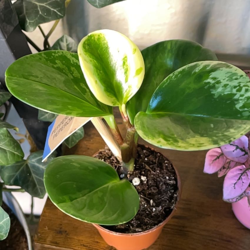 Photo of the plant species Peperface by @I_am_plant named Girlfrond on Greg, the plant care app
