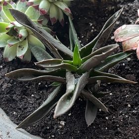 Photo of the plant species Lanceleaf Liveforever by @AnewRedlion56 named Dexter on Greg, the plant care app