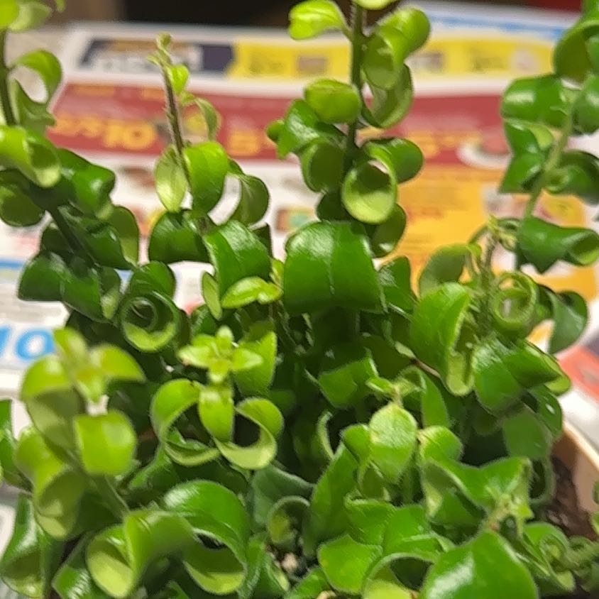 Photo of the plant species Moonstone by @NanaZar named Lipstick _Curly on Greg, the plant care app