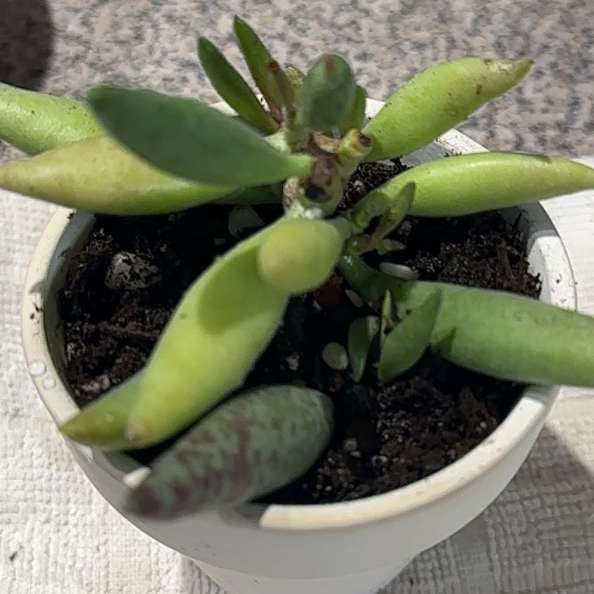 Photo of the plant species Assorted Adromischus by @CherishedPilea0 named Adromischus Filicaulis on Greg, the plant care app