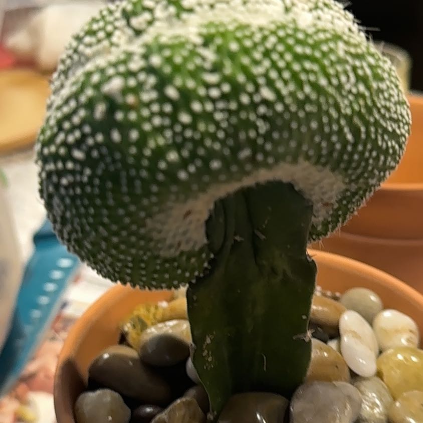 Photo of the plant species Notocactus scopa inermis crested grafted by @NanaZar named Harper on Greg, the plant care app