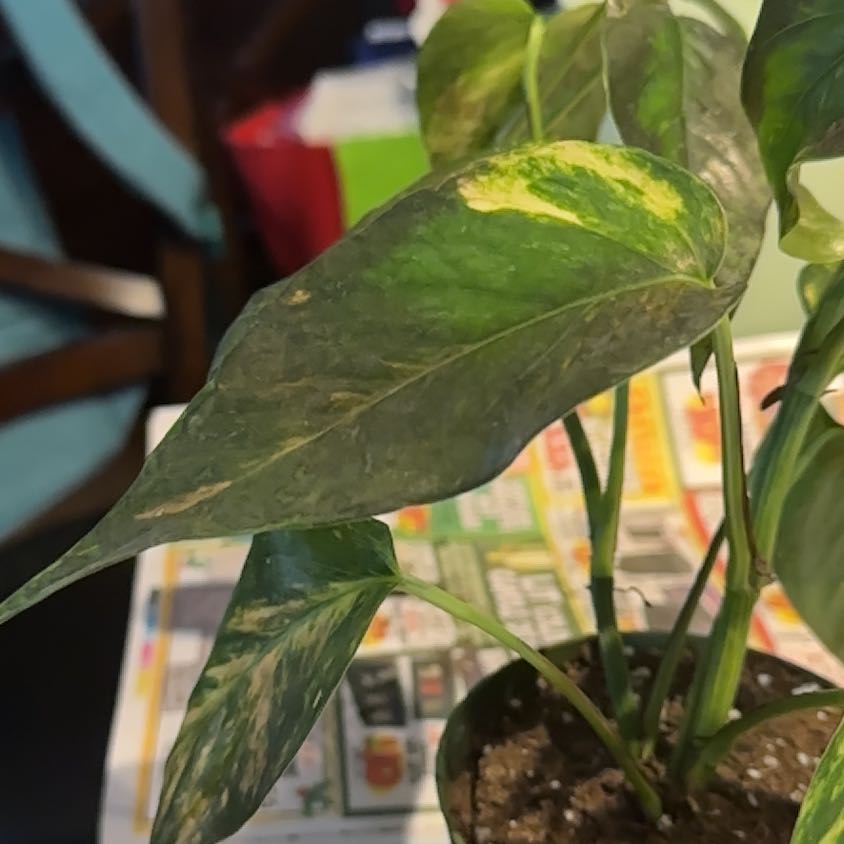 Photo of the plant species Kujang Yellow Flame Epipremnum Pinnatum by @NanaZar named Sunburst on Greg, the plant care app