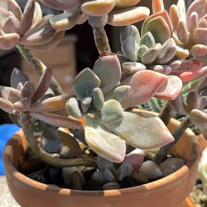 Photo of the plant species Assorted Pachyveria by @NanaZar named Madonna on Greg, the plant care app