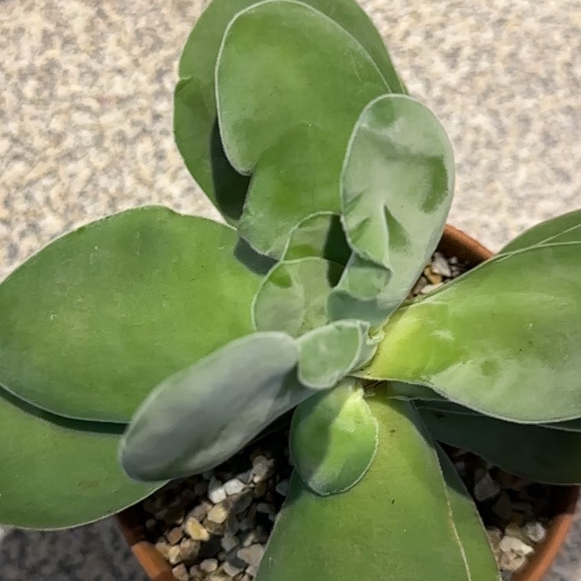 Photo of the plant species Crassula cotyledonis by @CherishedPilea0 named Bodhi on Greg, the plant care app
