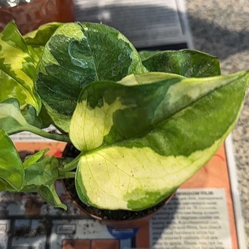 Photo of the plant species Epipremnum 'Happy Leaf' by @NanaZar named Pothos lizard queen on Greg, the plant care app