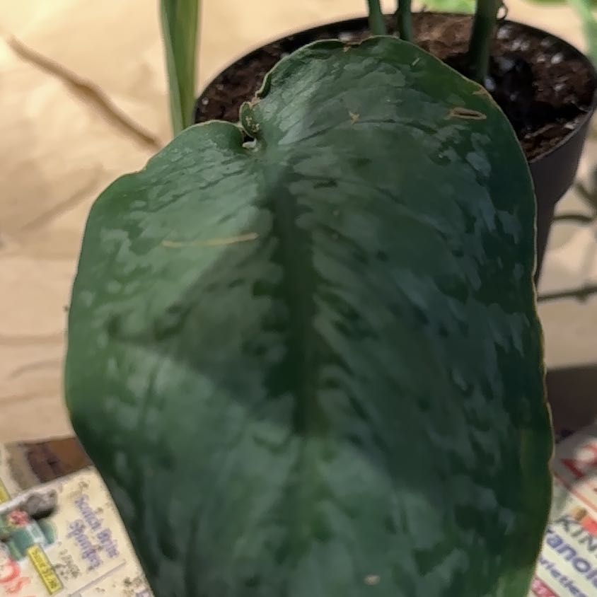 Photo of the plant species Scindapsus Silver Lady by @NanaZar named Scindapsus on Greg, the plant care app