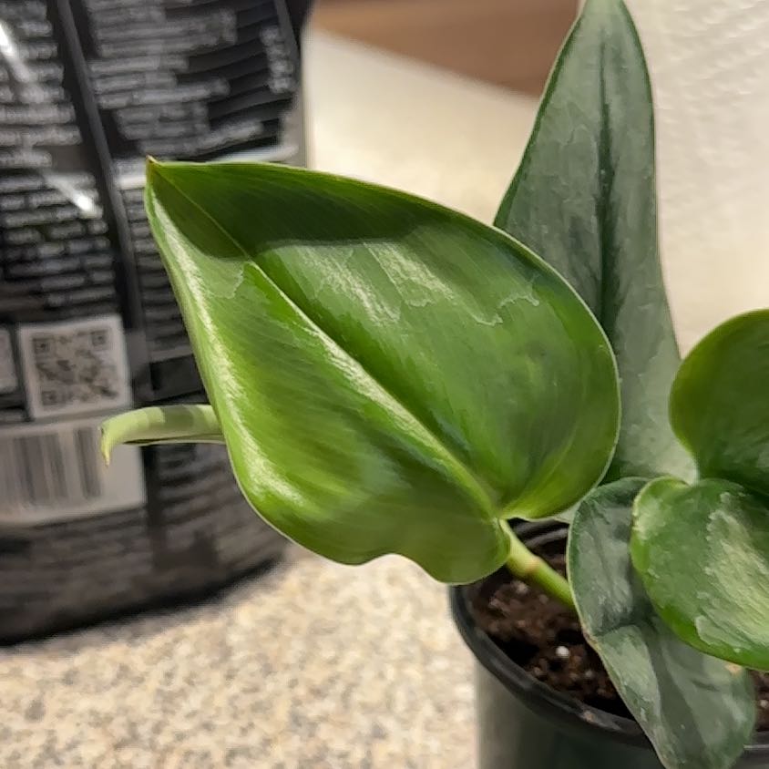 Photo of the plant species Sterling Silver by @CherishedPilea0 named Scindapsus Treubii on Greg, the plant care app
