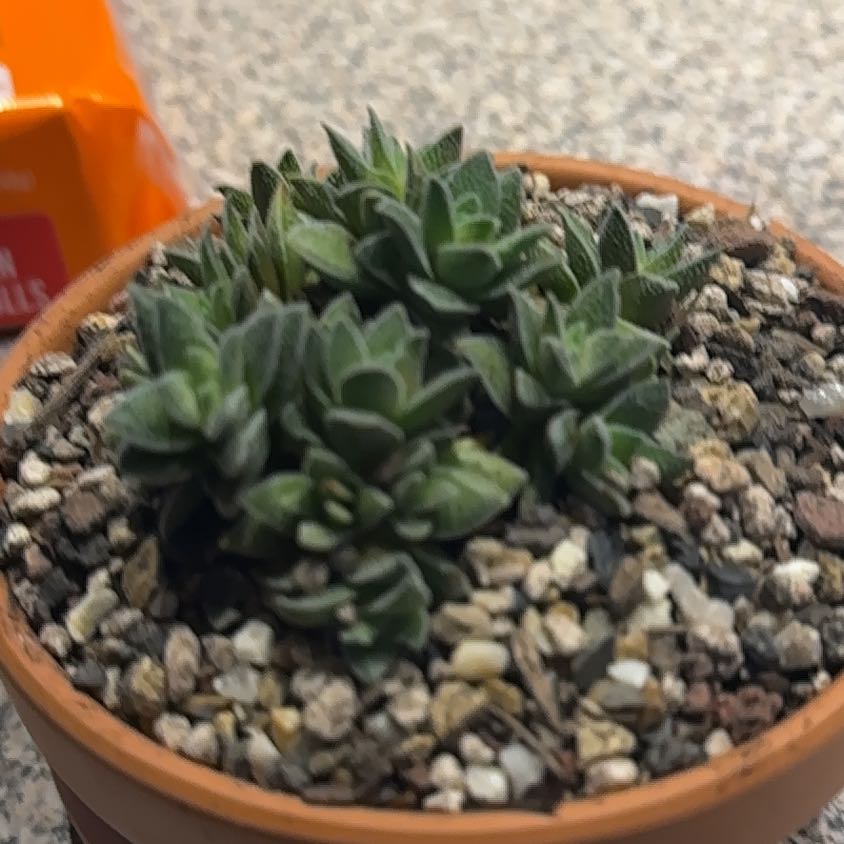 Photo of the plant species Crassula 'Spiralis' by @NanaZar named Crassula Frosty on Greg, the plant care app