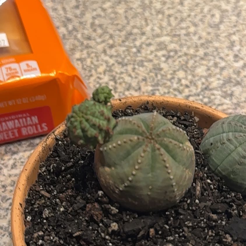 Photo of the plant species Euphorbia pseudoglobosa subsp. nesemannii by @NanaZar named Euphorbia pseudoglobulosa on Greg, the plant care app