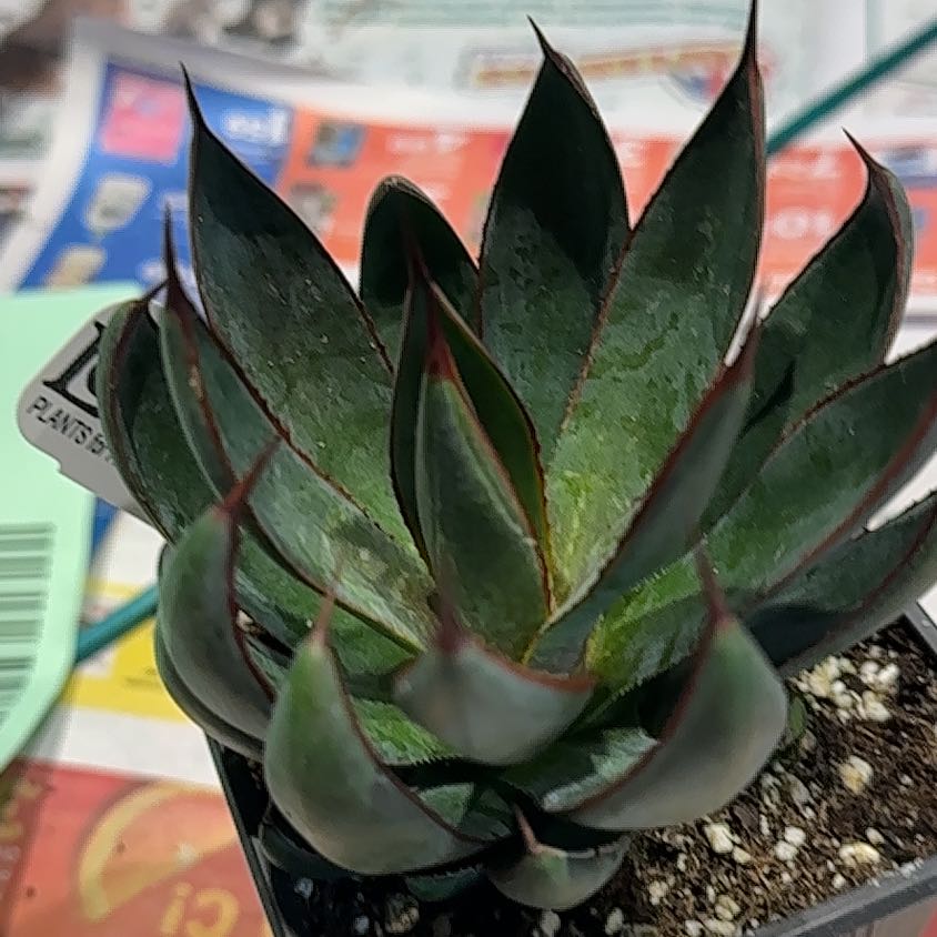 Photo of the plant species Praying Hands Mangave by @CherishedPilea0 named Tupot amaroot on Greg, the plant care app