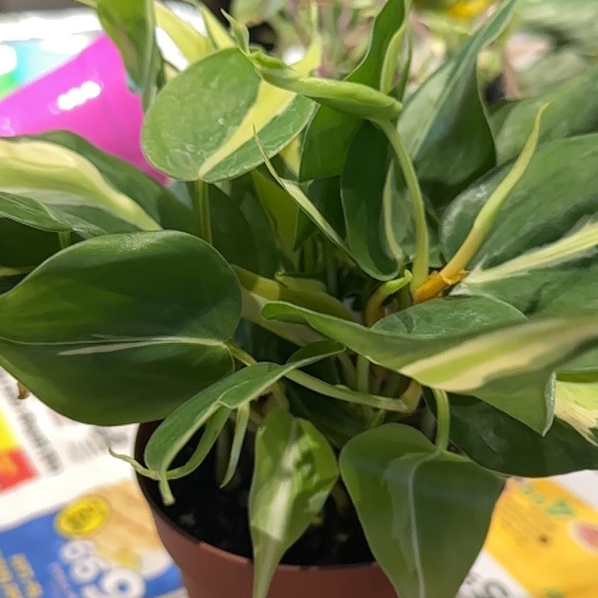 Photo of the plant species philodendron silver stripe by @CherishedPilea0 named Philodendron ‘Silver stripe’ on Greg, the plant care app