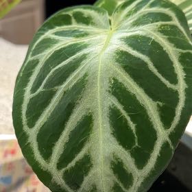 Photo of the plant species DocBlock Michelle by @NanaZar named Anthurium hybrid Heart’s Team on Greg, the plant care app