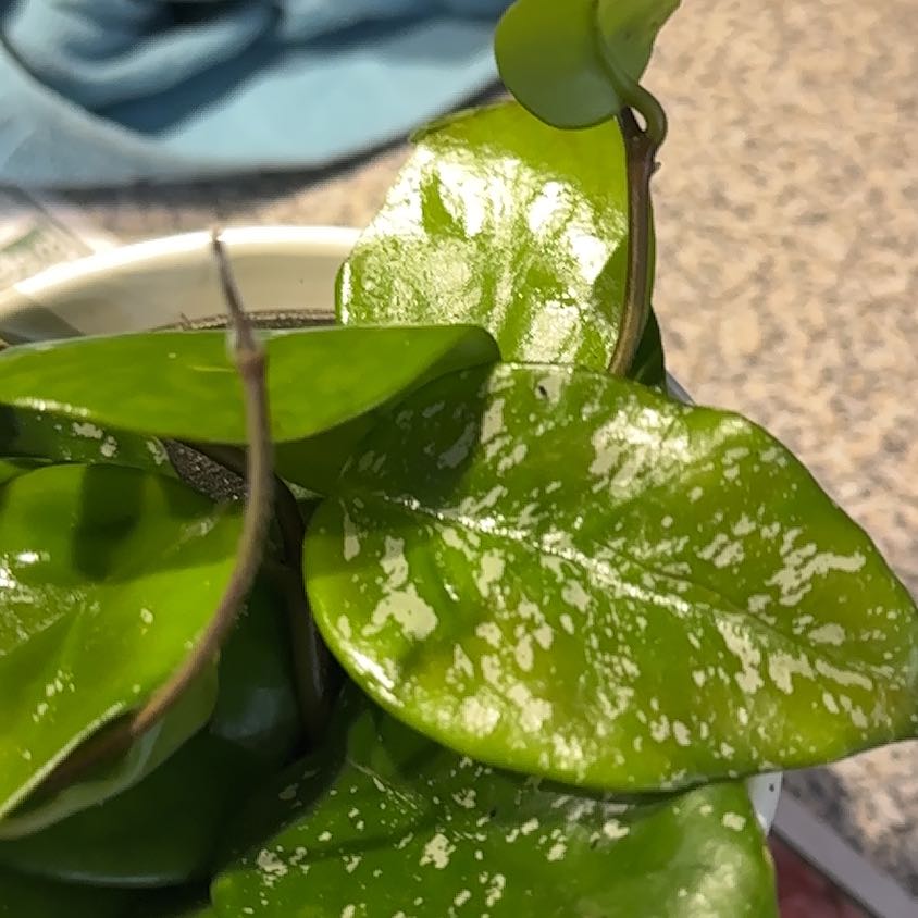 Photo of the plant species Carnosa Freckles Splash by @CherishedPilea0 named Sir Plancelot on Greg, the plant care app