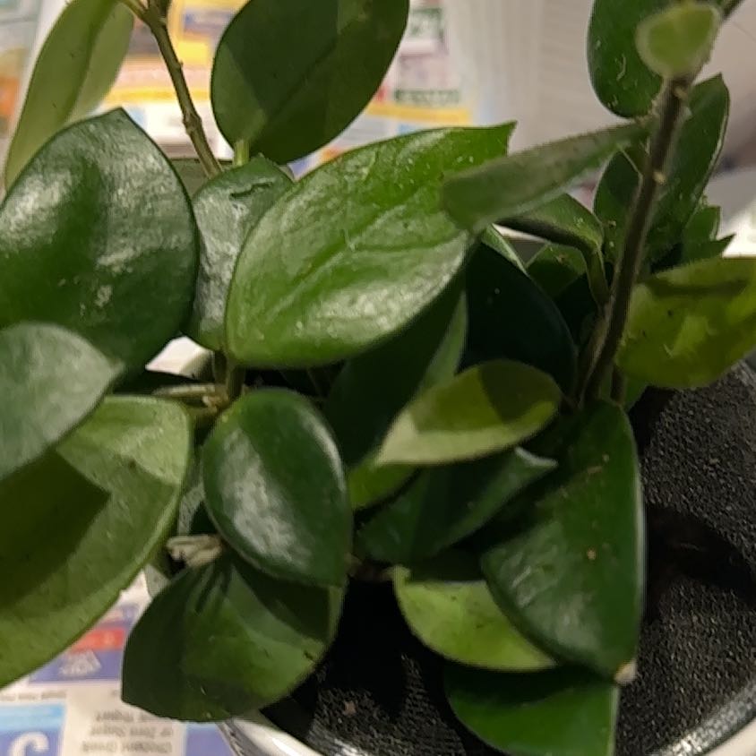 Photo of the plant species Hoya Hybrid by @NanaZar named Hoya Hybrid Chouke on Greg, the plant care app