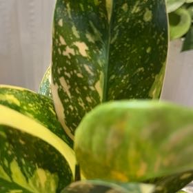 Photo of the plant species green congo by @NanaZar named Philodendron Green Congo Nuclear on Greg, the plant care app