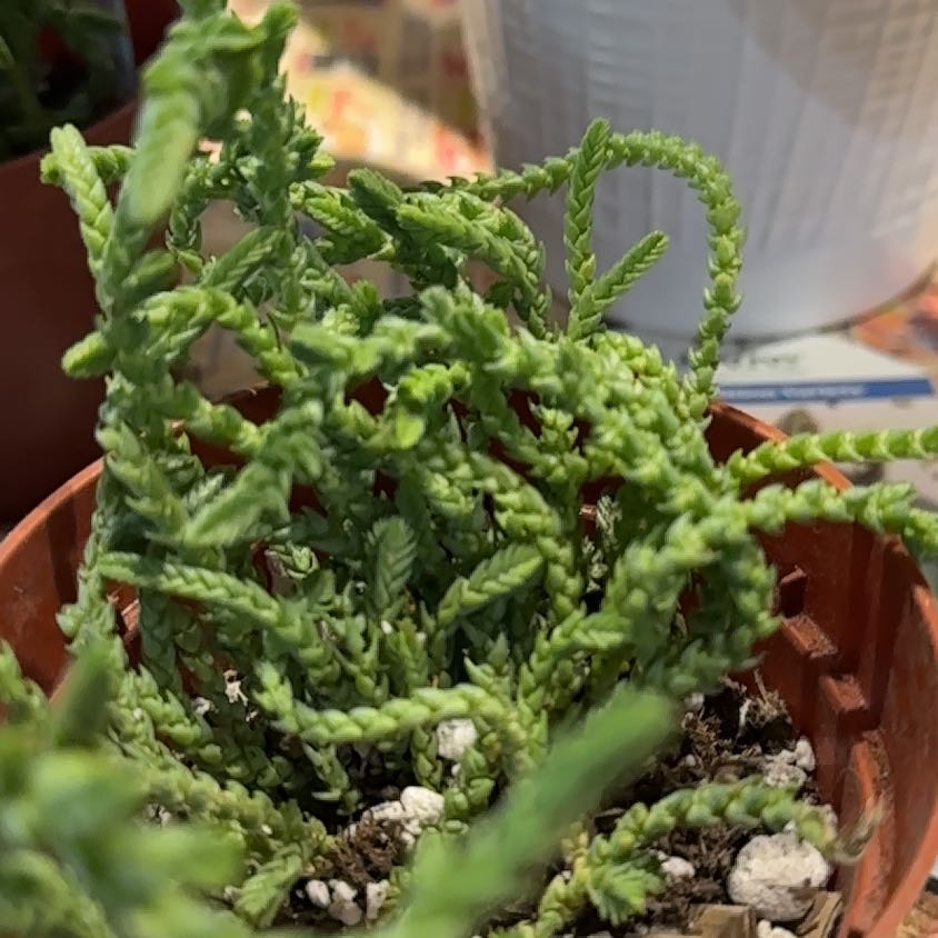 Photo of the plant species Variegated Watch Chain by @NanaZar named Crassula Muscosa Watch Chain on Greg, the plant care app