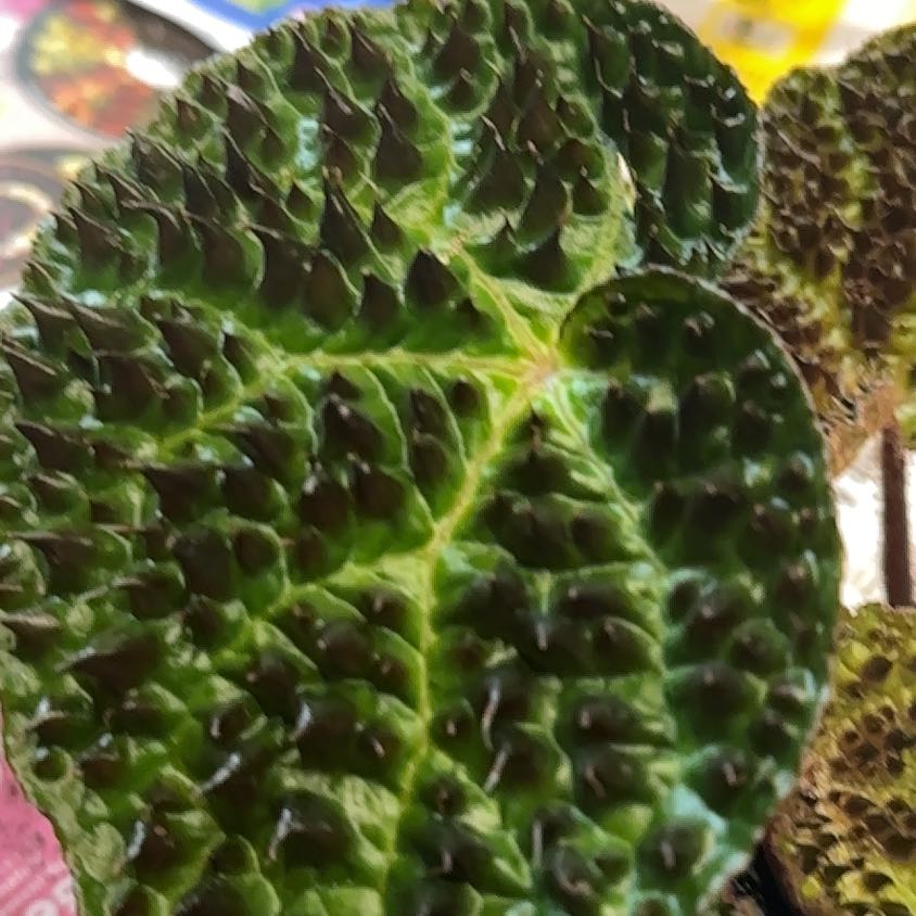 Photo of the plant species Harmony's Hot Spot Rex Begonia by @NanaZar named Kylie on Greg, the plant care app