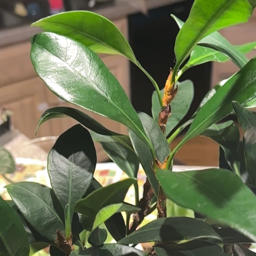 Photo of the plant species Cling-On Mini Zen by @NanaZar named Ficus Hybrid on Greg, the plant care app