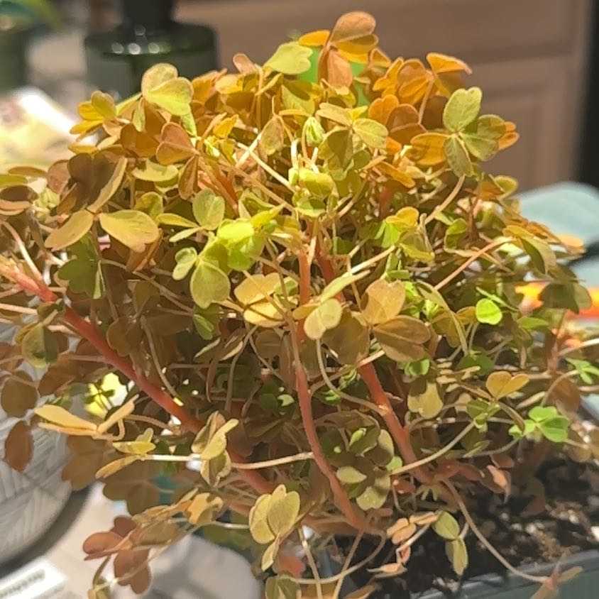 Photo of the plant species Oxalis spruceana by @NanaZar named Bodhi on Greg, the plant care app