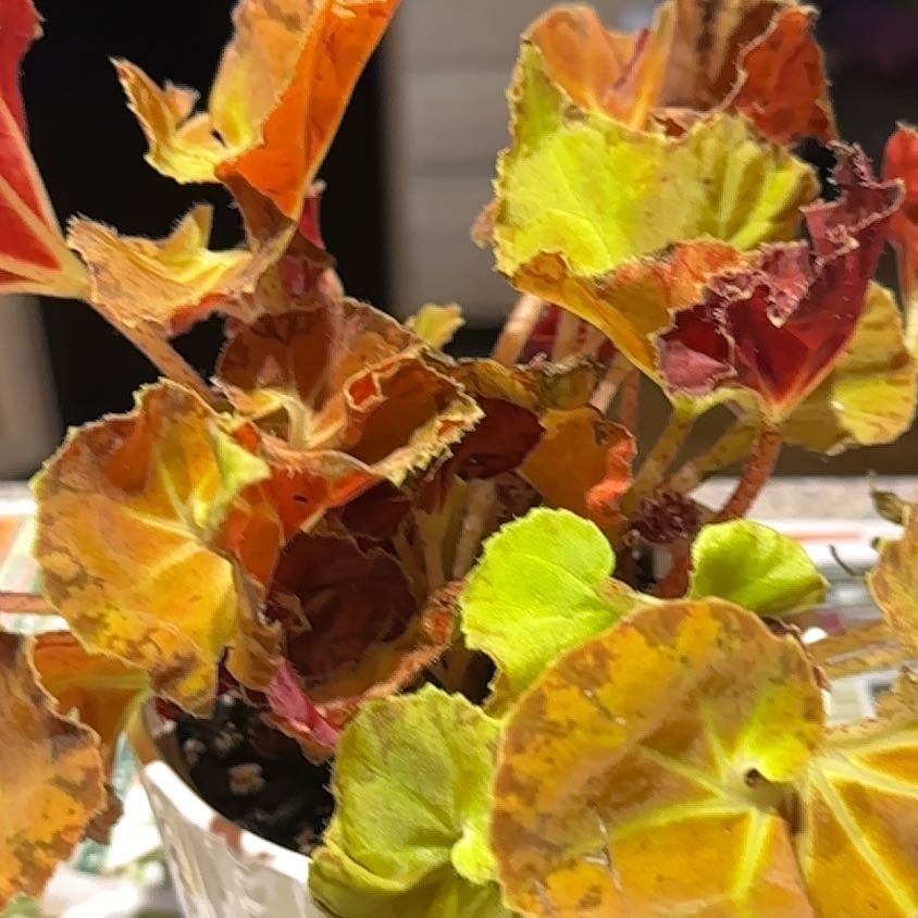 Photo of the plant species Sun-Changing Begonia by @CherishedPilea0 named Begonia Martha Stewart on Greg, the plant care app