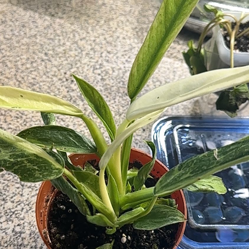 Photo of the plant species Philodendron 'Jose Buono' by @CherishedPilea0 named Philodendron Jose Bueno on Greg, the plant care app