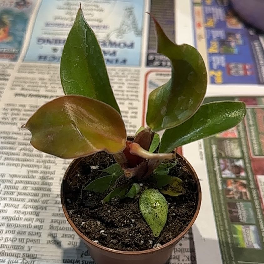 Photo of the plant species Philodendron Red Sun by @NanaZar named Philodendron Red Moon on Greg, the plant care app