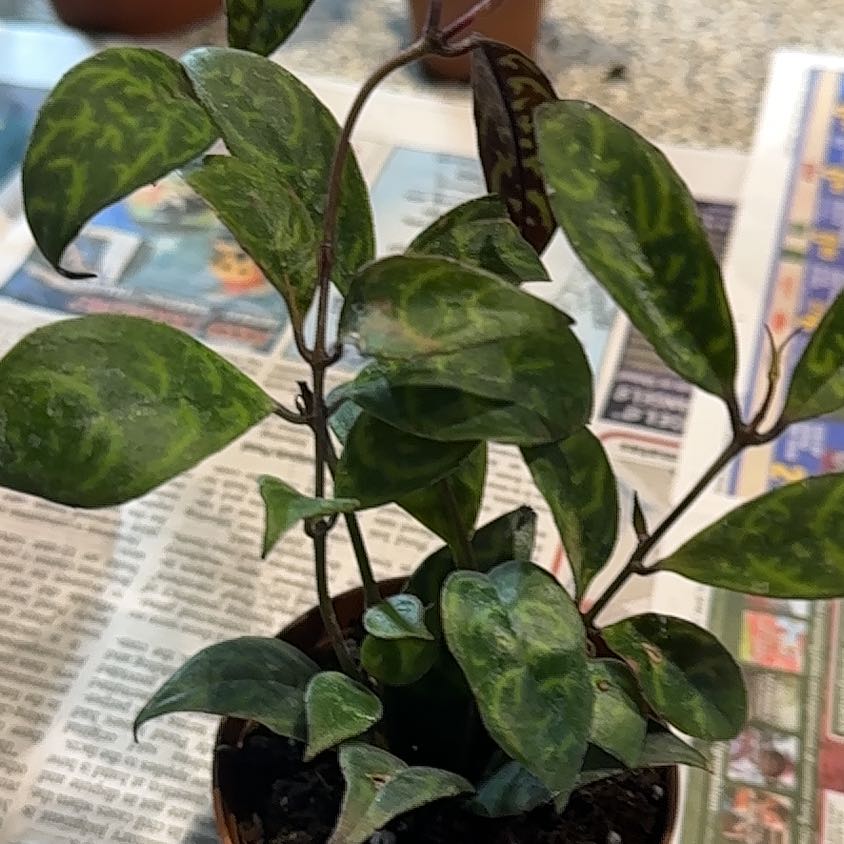 Photo of the plant species Lipstick Plant by @CherishedPilea0 named Zebra Vine on Greg, the plant care app