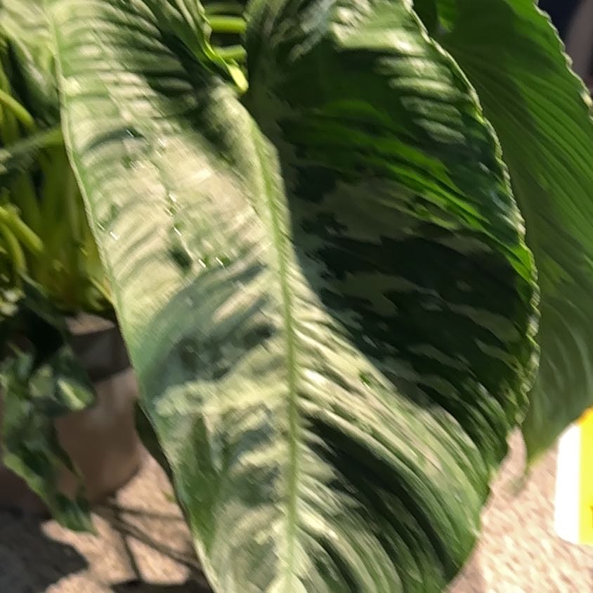 Photo of the plant species Schismatoglottis wallichii by @CherishedPilea0 named Leaf Erickson on Greg, the plant care app