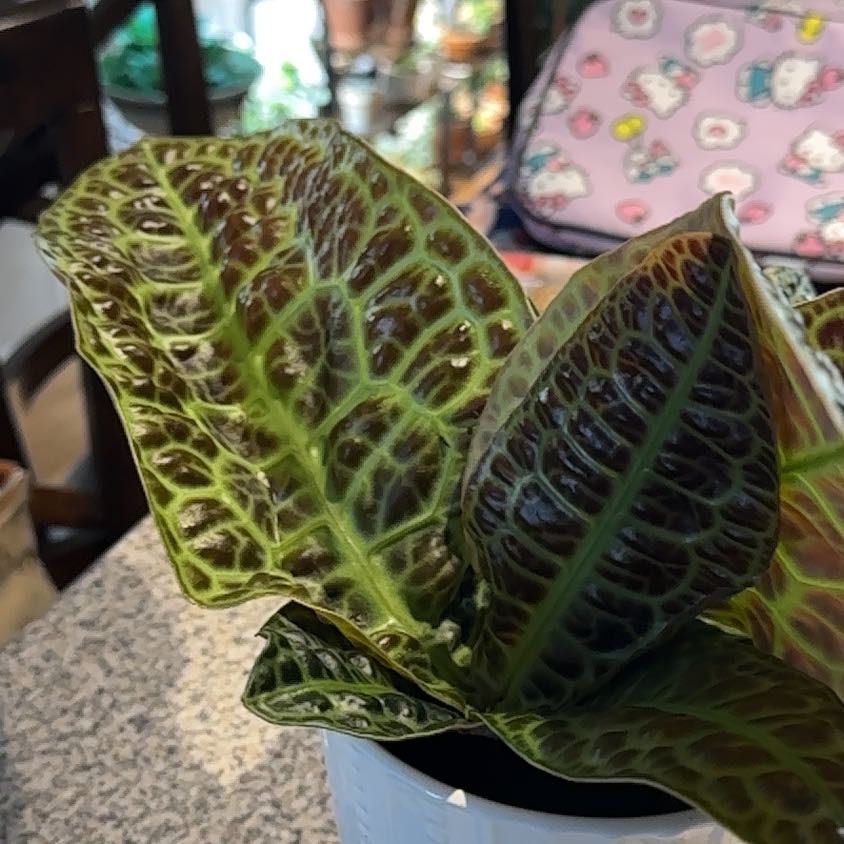 Photo of the plant species Labisia by @NanaZar named Sol on Greg, the plant care app