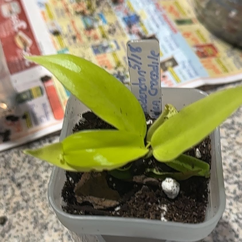 Photo of the plant species Philodendron golden crocodile by @CherishedPilea0 named Rosa on Greg, the plant care app