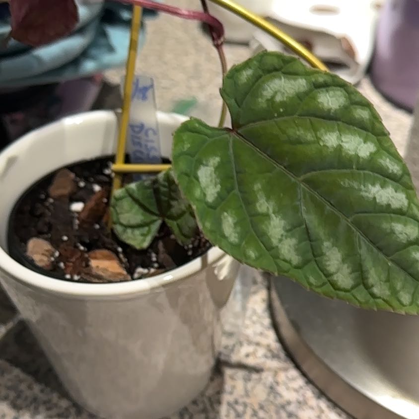 Photo of the plant species Rex Begonia Vine by @NanaZar named Cissus Discolor on Greg, the plant care app