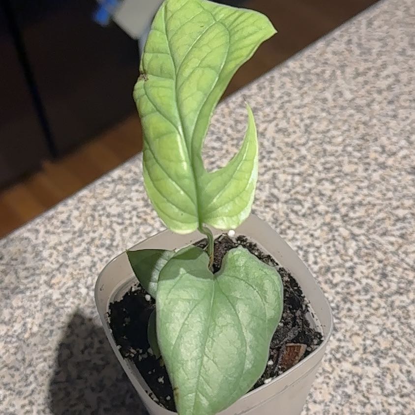 Photo of the plant species Amydrium 'Spider Man' by @NanaZar named Monstera Spider-Man on Greg, the plant care app
