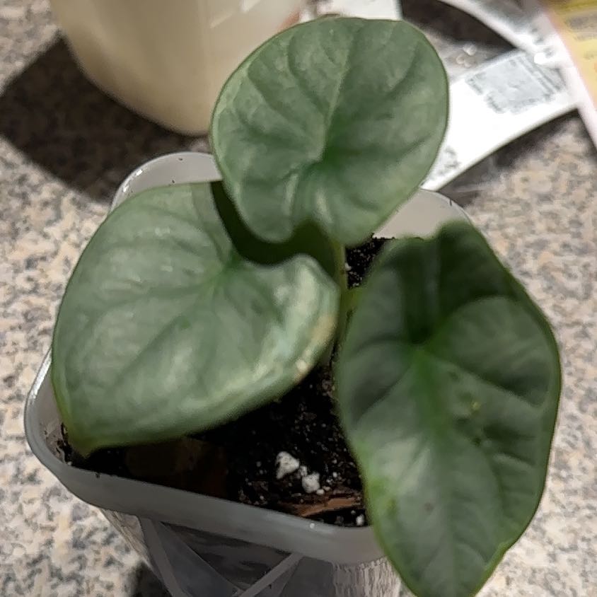 Photo of the plant species Alocasia Silver Dragon by @CherishedPilea0 named Sproutacus on Greg, the plant care app