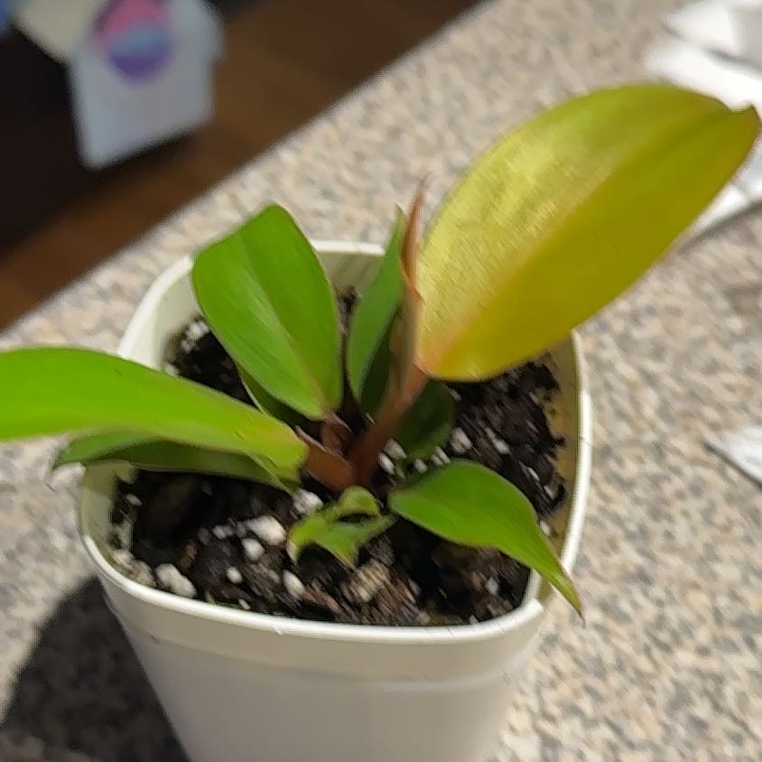 Photo of the plant species McColley's Finale by @CherishedPilea0 named Philodendron McColley’s Finale on Greg, the plant care app