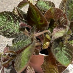 Photo of the plant species Flame Violet by @NanaZar named Navajo on Greg, the plant care app