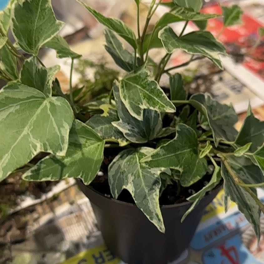 Photo of the plant species Mini Adam Ivy by @NanaZar named Plato on Greg, the plant care app