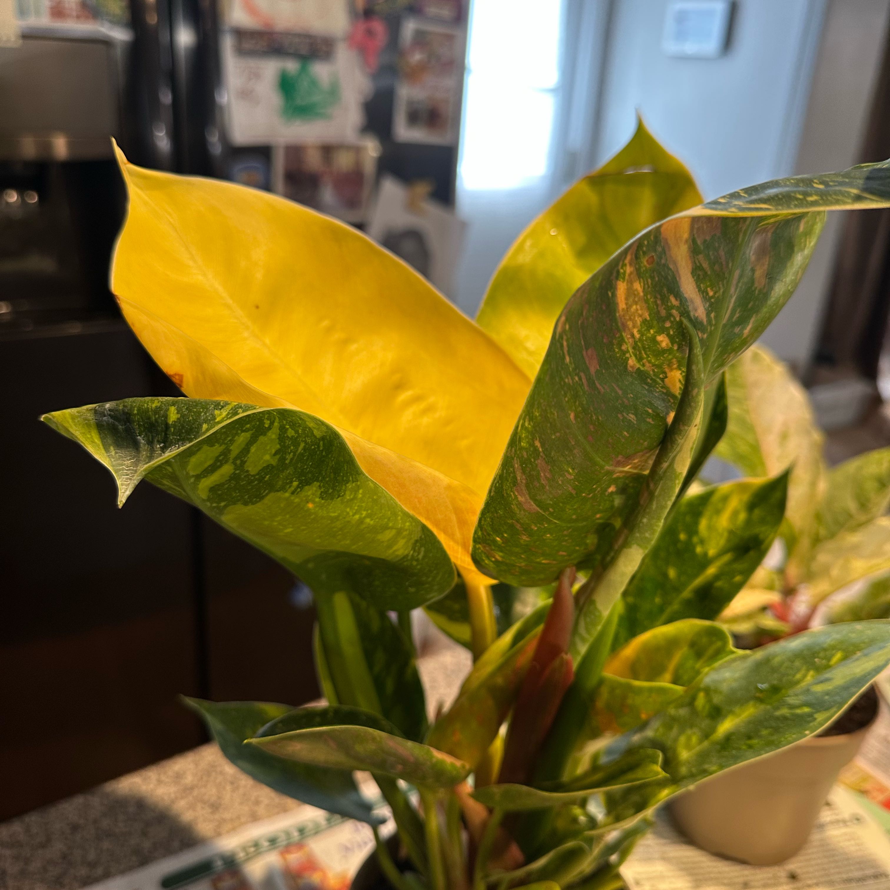 Photo of the plant species green congo by @NanaZar named Philodendron Green Congo on Greg, the plant care app
