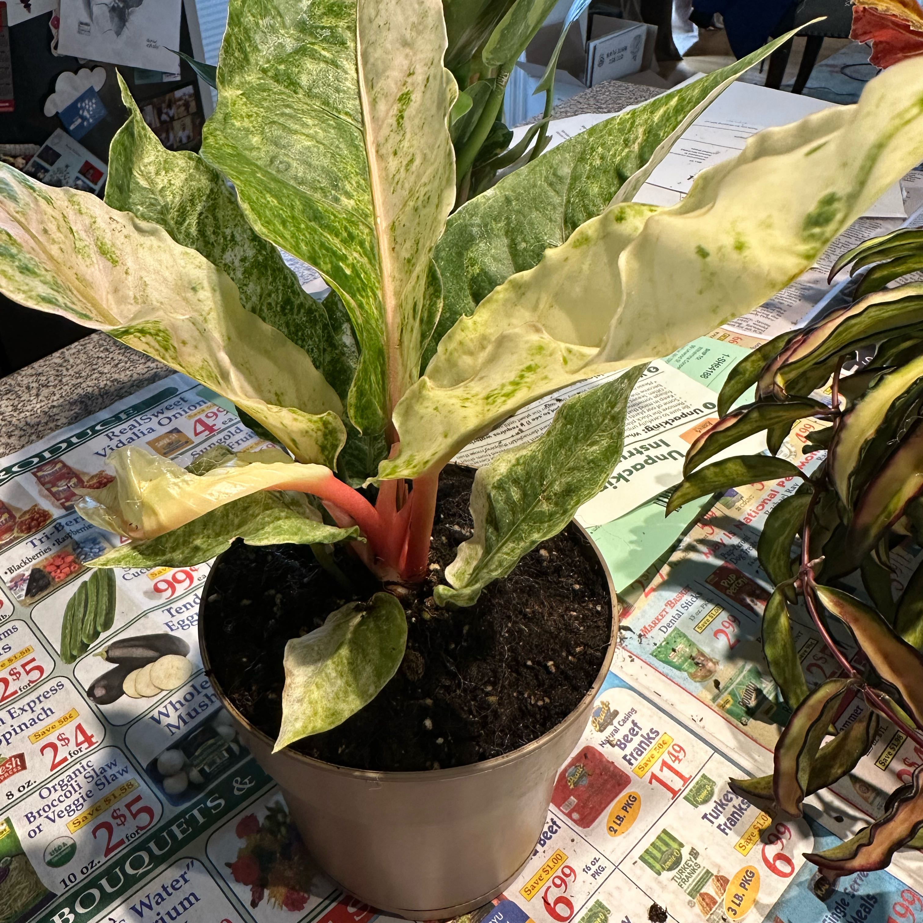 Photo of the plant species Variegated Hookeri by @NanaZar named Anthurium Hookeri Verigated on Greg, the plant care app