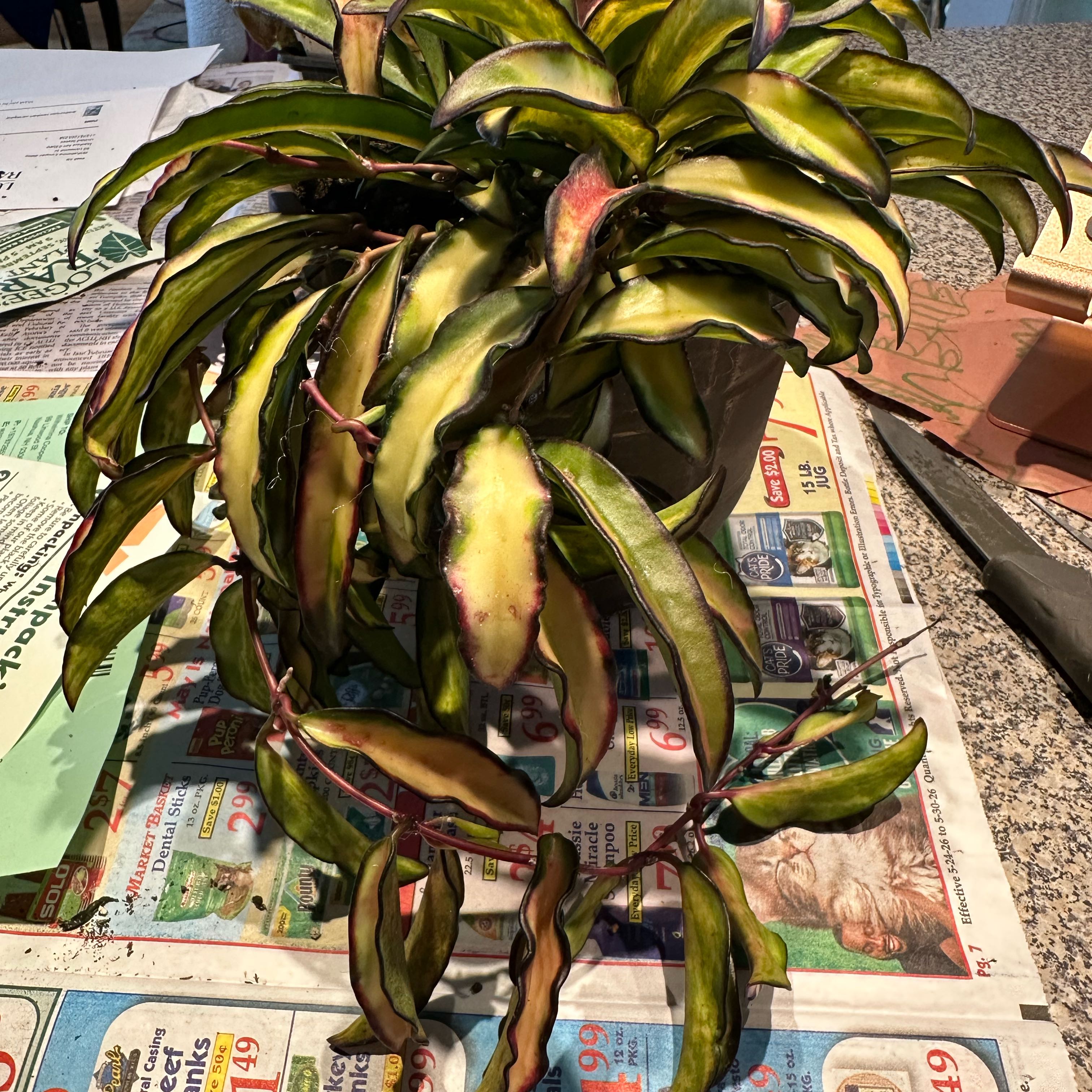 Photo of the plant species Hoya Wayetti by @NanaZar named H W Tricolor on Greg, the plant care app