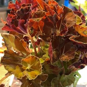 Photo of the plant species Rhizo Begonia by @NanaZar named Begonia ‘Martha Stewart’ on Greg, the plant care app