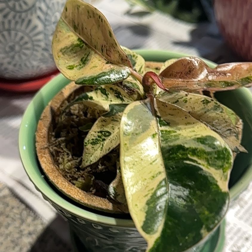 Photo of the plant species Ficus shivereana 'Moonshine' Variegated by @NanaZar named Ficus Shiverna on Greg, the plant care app