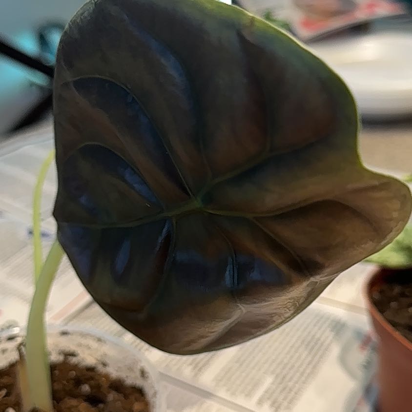 Photo of the plant species Alocasia Cuprea by @NanaZar named Harmony on Greg, the plant care app