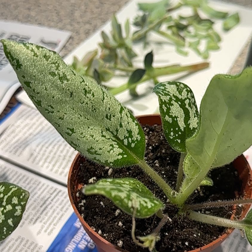 Photo of the plant species Michaelmoelleria vietnamensis by @NanaZar named Michael on Greg, the plant care app