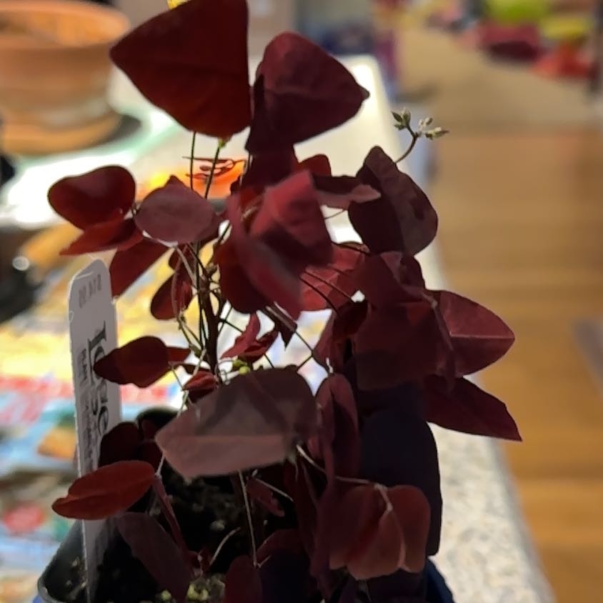 Photo of the plant species Red Woodsorrel by @NanaZar named Oxalis Hedysaroudes ‘Ruba’ Fire Fern on Greg, the plant care app