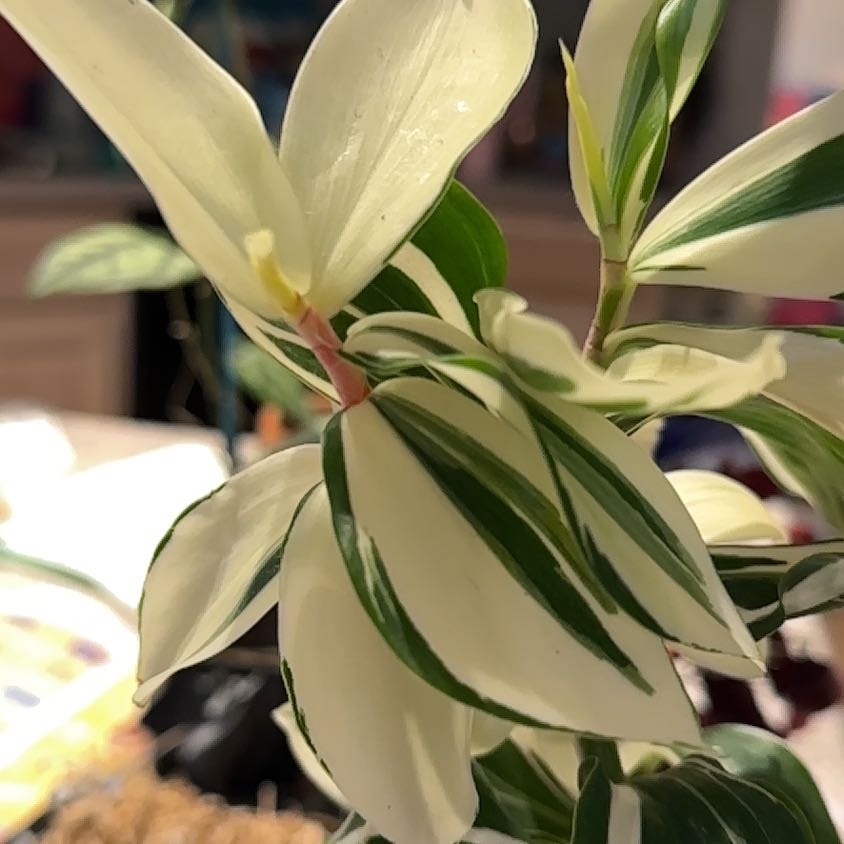 Photo of the plant species Variegated Spiral Ginger by @NanaZar named Kesha on Greg, the plant care app