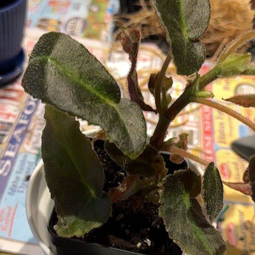 Photo of the plant species Striped Begonia by @NanaZar named Begonia Listada on Greg, the plant care app