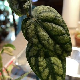 Photo of the plant species Piper sylvaticum by @NanaZar named Piper Sylvaticum on Greg, the plant care app