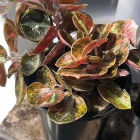 Photo of the plant species Peperomia magnoliifolia by @NanaZar named Peperomia ‘Crème Brulee’ on Greg, the plant care app